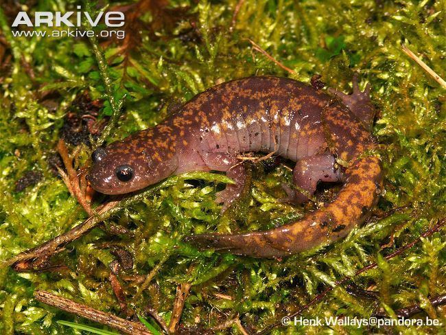 Oki salamander Oki salamander videos photos and facts Hynobius okiensis ARKive