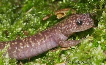 Oki salamander Caudata Culture Species Entry Hynobius okiensis