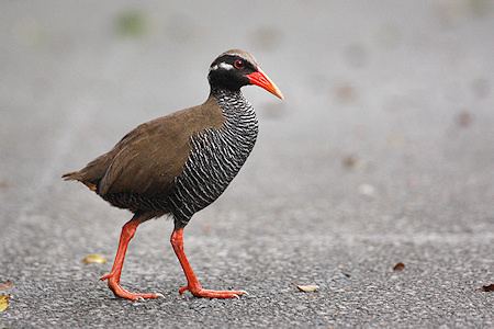 Okinawa rail Surfbirds Online Photo Gallery Search Results