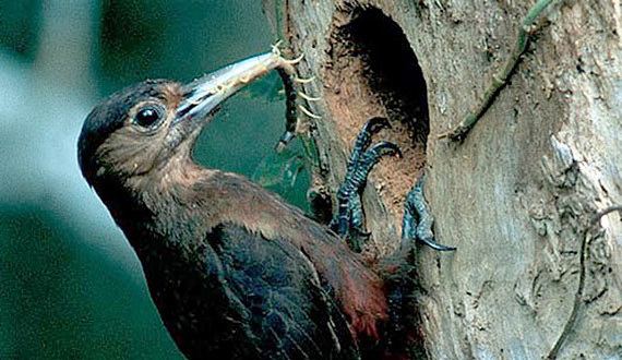 Okinawa woodpecker Okinawa woodpecker
