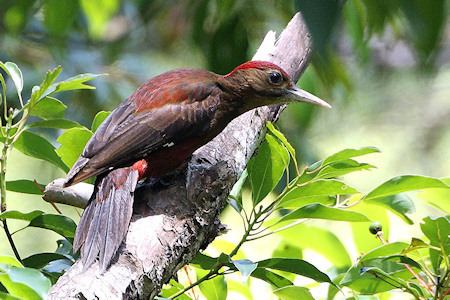 Okinawa woodpecker Surfbirds Online Photo Gallery Search Results