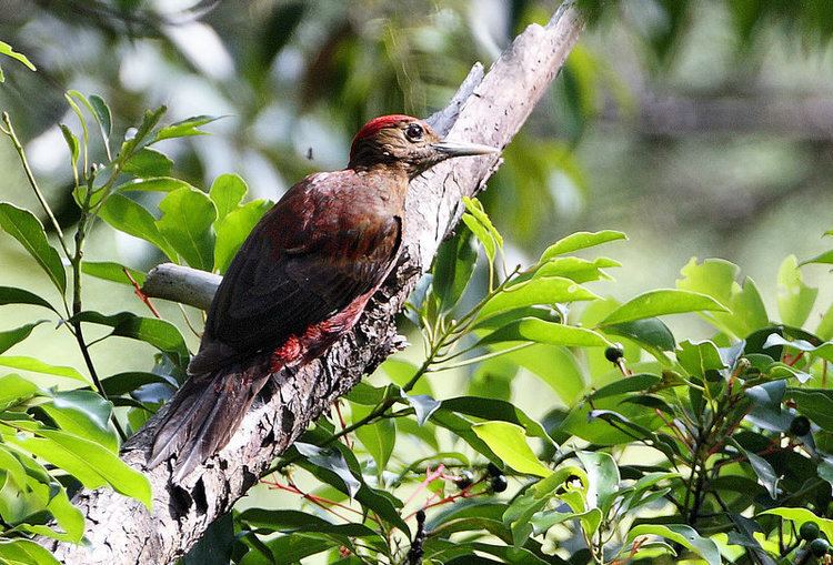 Okinawa woodpecker Okinawa Woodpecker Sapheopipo noguchii Google Search Birds of