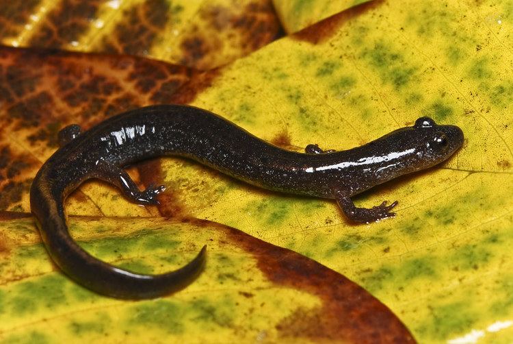 Oklahoma salamander Metamorphic Eurycea tynerensis Oklahoma Salamander Flickr