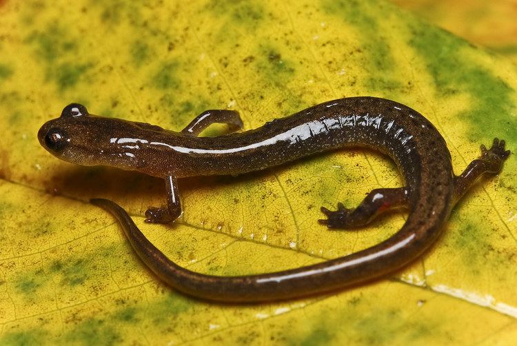 Oklahoma salamander Metamorphic Eurycea tynerensis Oklahoma Salamander Flickr