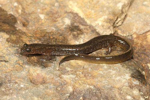 Oklahoma salamander Herps of Arkansas Oklahoma Salamander Eurycea tynerensis