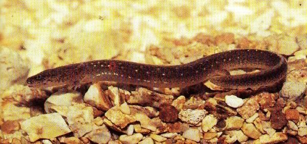 Oklahoma salamander Oklahoma salamander