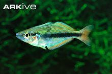 Oktedi rainbowfish cdn1arkiveorgmedia2929C4958CC62F487198BF9