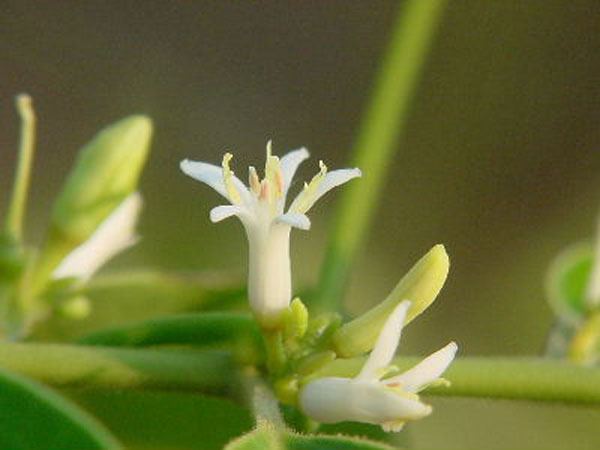 Olacaceae Parasitic Plant Connection Olacaceae