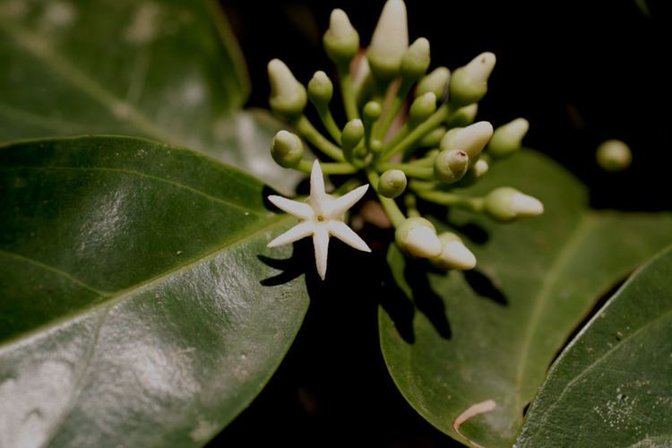 Olacaceae Anacolosa clarkii OLACACEAE
