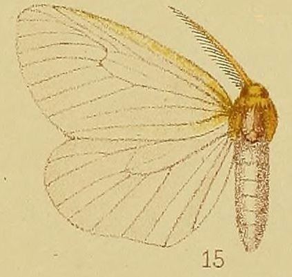 Olapa (moth)