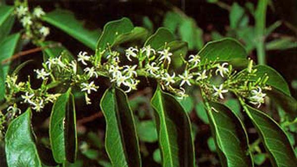 Olax Parasitic Plant Connection Olacaceae
