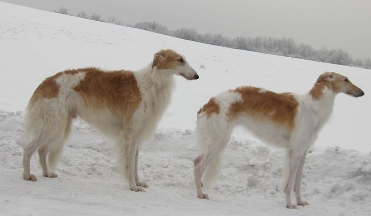 Old Croatian Sighthound 1000 images about Old Croatian Sight Hound on Pinterest Morocco