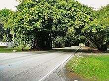 Old Cutler Road httpsuploadwikimediaorgwikipediacommonsthu