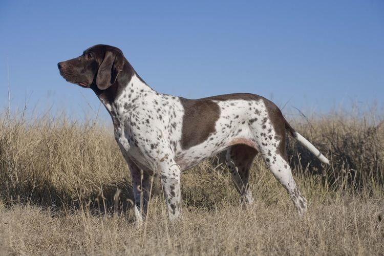 Old Danish Pointer Pointing Dog Blog Breed of the Week The Old Danish Pointer
