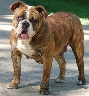Old English Bulldog Olde English Bulldogge Dog Breed Information and Pictures