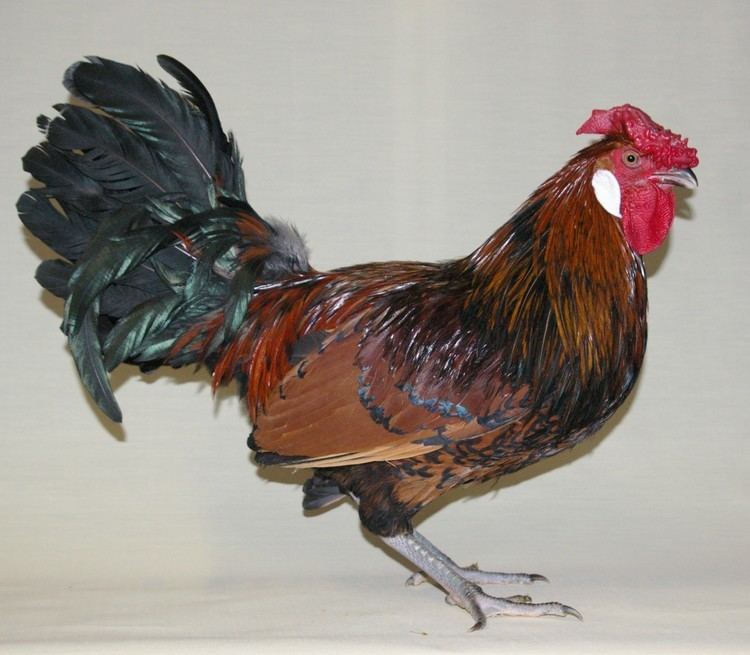 Old English Pheasant fowl Old English Pheasant Fowl For Sale Chickens Breed Information