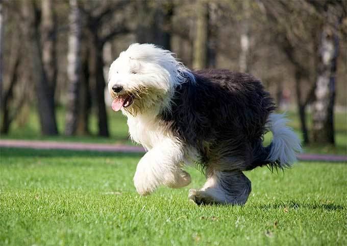Old English Sheepdog Old English Sheepdog Dog Breed Information Pictures