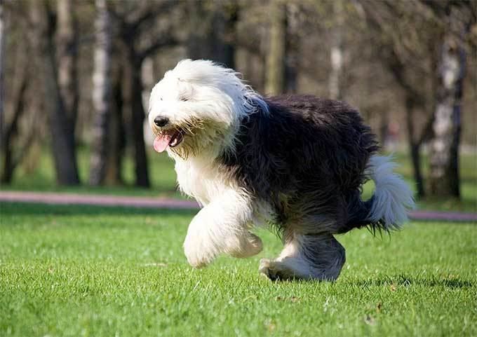 how tall are old english sheep dogs akc