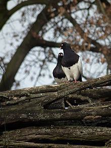 Old German Magpie Tumbler httpsuploadwikimediaorgwikipediacommonsthu