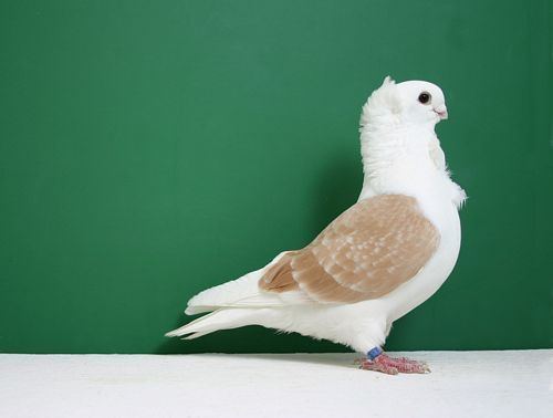 Old German Owl pigeon 1000 images about Nun Pigeons and Owl Pigeons Breeds on Pinterest