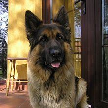 Old German Shepherd Dog httpsuploadwikimediaorgwikipediacommonsthu