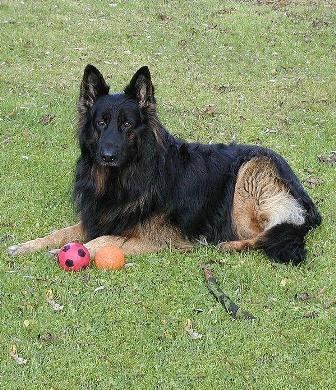 Old German Shepherd Dog Old German Shepherd Dog Breed Information History Health Pictures