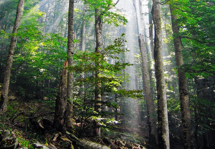 Old-growth forest