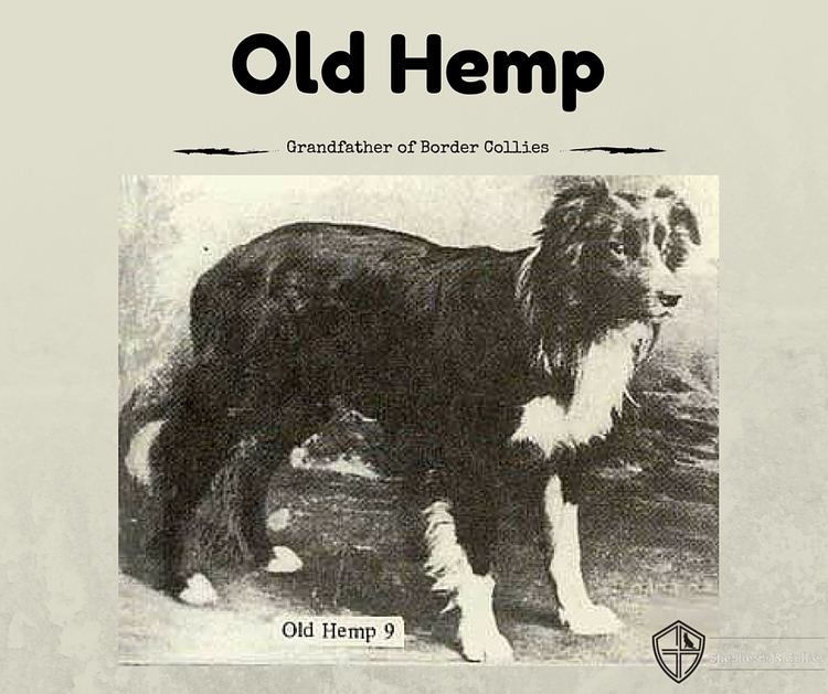 Old Hemp Old Hemp Grandfather of Border Collies The Guild of Shepherds
