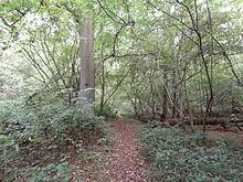 Old Park Wood httpsuploadwikimediaorgwikipediacommonsthu