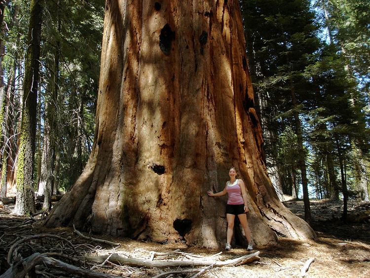 Old Sequoia FileGirl next to a big old sequoia in the Sugar Bowl in Sequoia