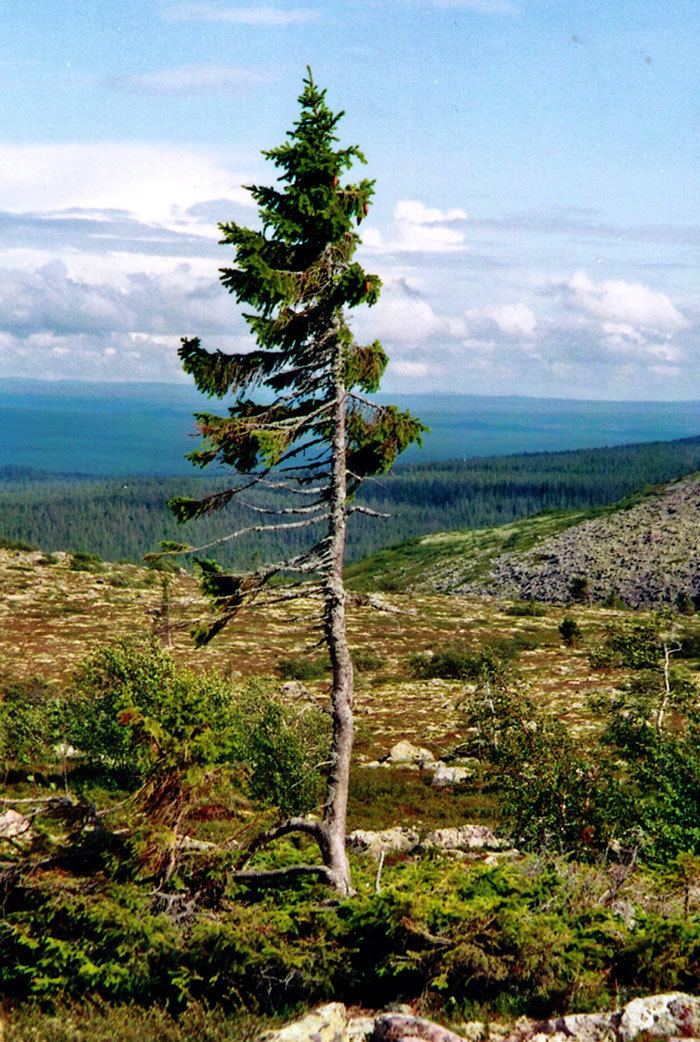 Old Tjikko 9500YearOld Tree Found in Sweden Is The World39s Oldest Tree