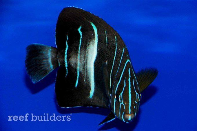 Old woman angelfish Old Woman angelfish is the rarest but least colorful Pomacanthus