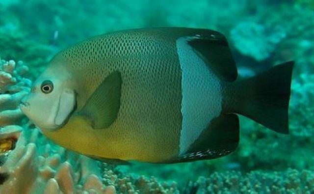 Old woman angelfish Old Woman Angelfish Rock39N39Critters Cured marine live rock