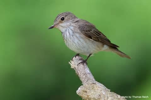 Old World flycatcher - Alchetron, The Free Social Encyclopedia