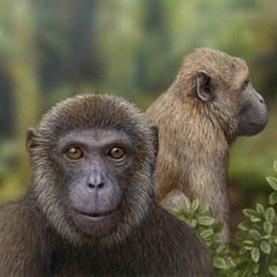 Old World monkey Fossils Indicate Common Ancestor for Old World Monkeys and Apes