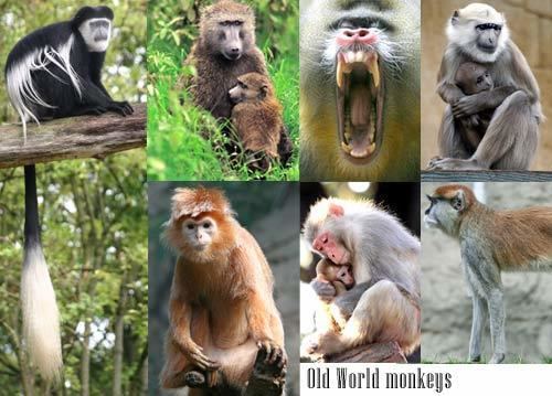 Old World monkey Ape Vs Monkey info and games