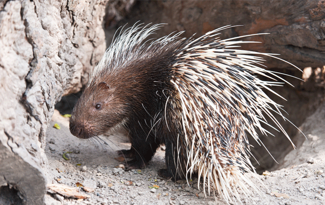 Old World porcupine Interesting And Fun Facts About Porcupine