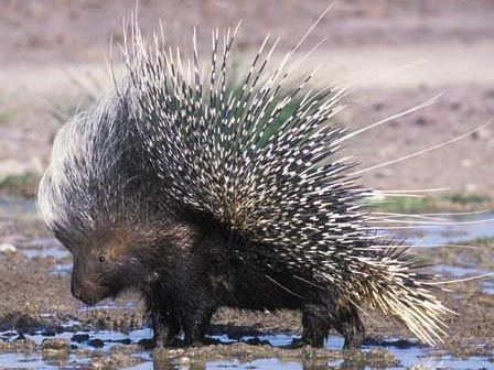 Old World porcupine Porcupines Old and New World Rodents with Quill Defense Animal