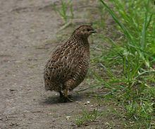 Old World quail httpsuploadwikimediaorgwikipediacommonsthu