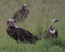 Old World vulture httpsuploadwikimediaorgwikipediacommonsthu