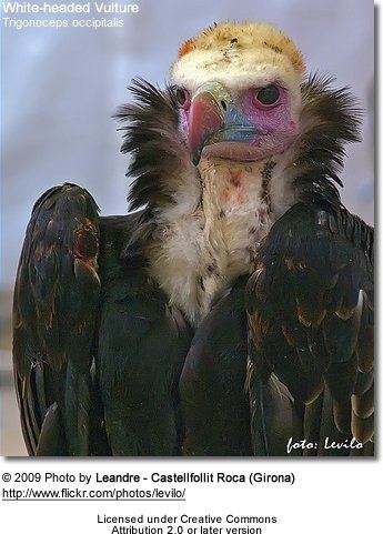 Old World vulture Old World Vultures