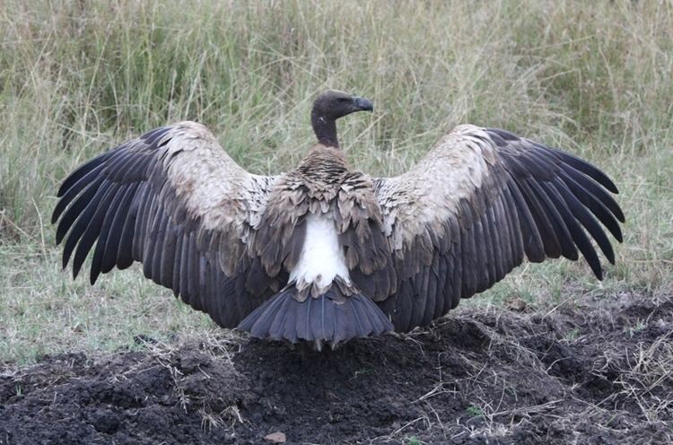Old World vulture Vulture