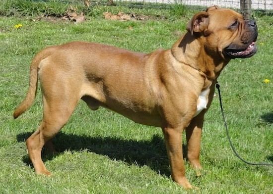 Olde English Bulldogge Olde English Bulldogge Dog Breed Information and Pictures