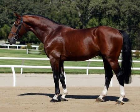 Oldenburg horse Oldenburg Oldenburger Horse Breed Info History Videos Pictures