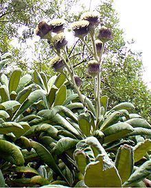 Oldenburgia grandis httpsuploadwikimediaorgwikipediacommonsthu