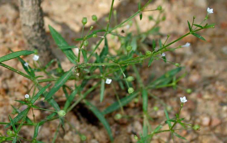 Oldenlandia Oldenlandia Wikispecies