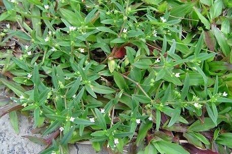 Oldenlandia Oldenlandia corymbosa
