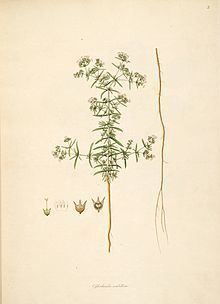 Oldenlandia umbellata httpsuploadwikimediaorgwikipediacommonsthu