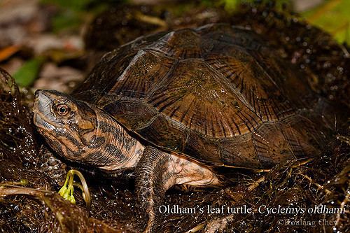 Oldham's leaf turtle httpsc1staticflickrcom3270543055212316099