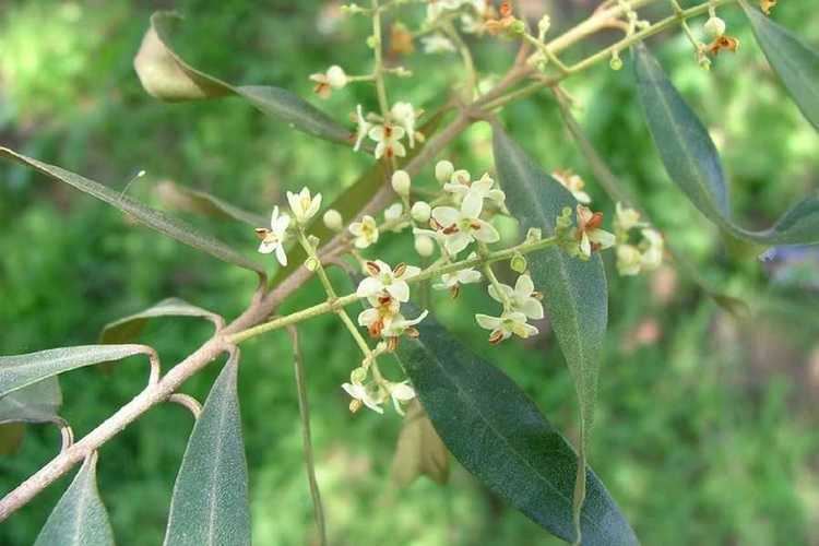Olea europaea subsp. cuspidata Olea europaea subsp cuspidata